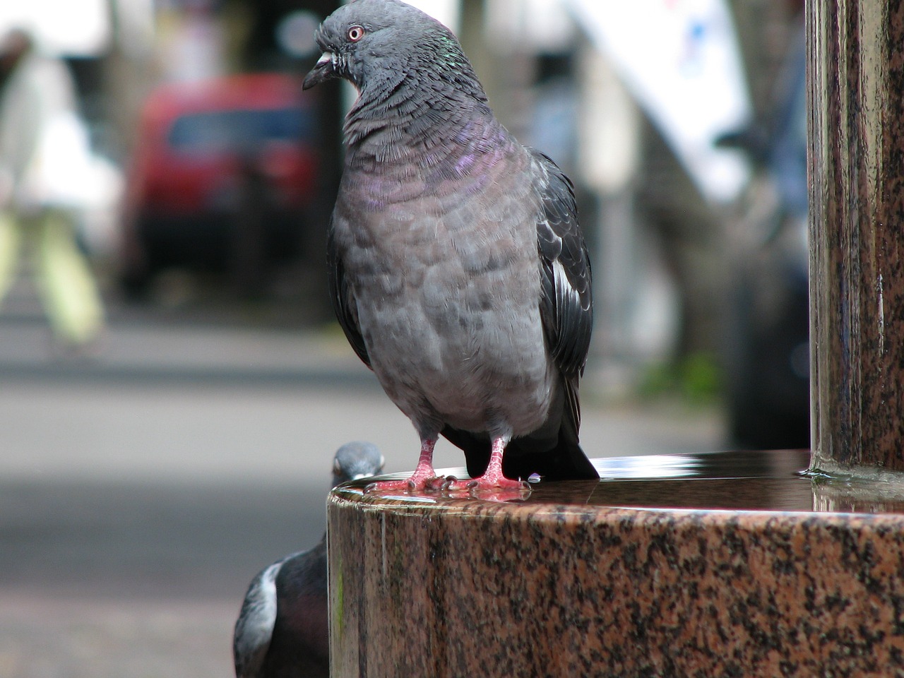 dove bird animal world free photo