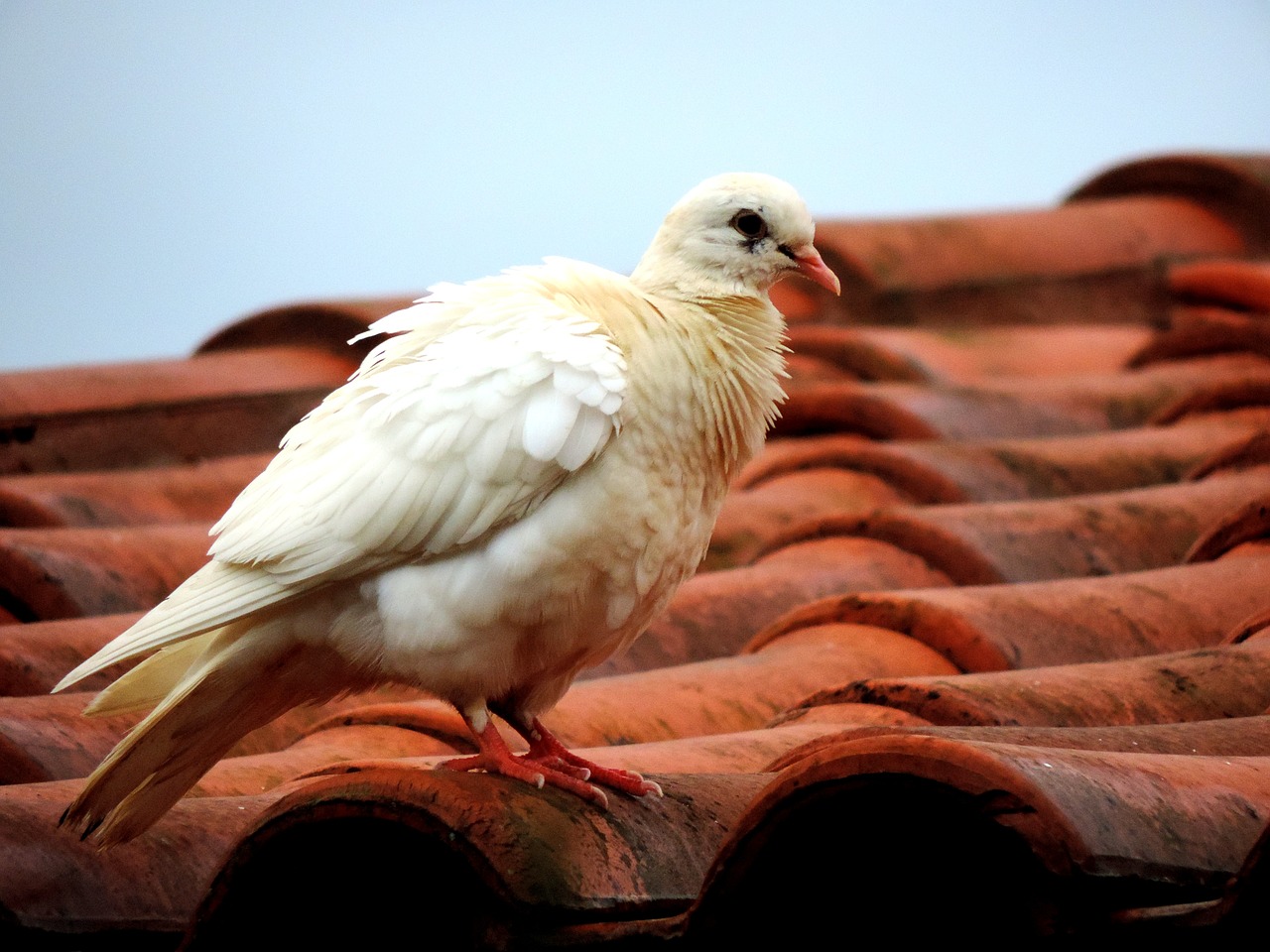 dove roof white dove free photo