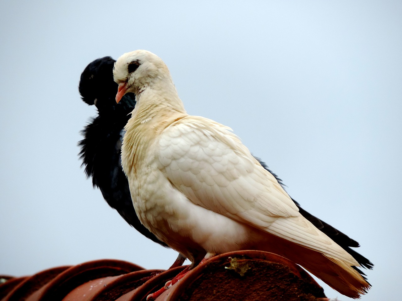 dove roof bird free photo