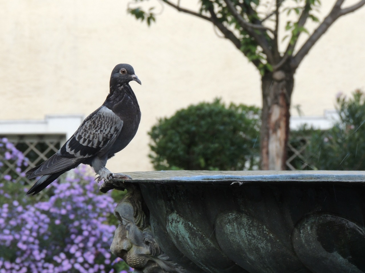 dove fountain bird free photo