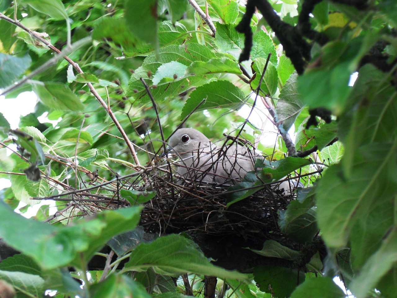 dove bird nest free photo