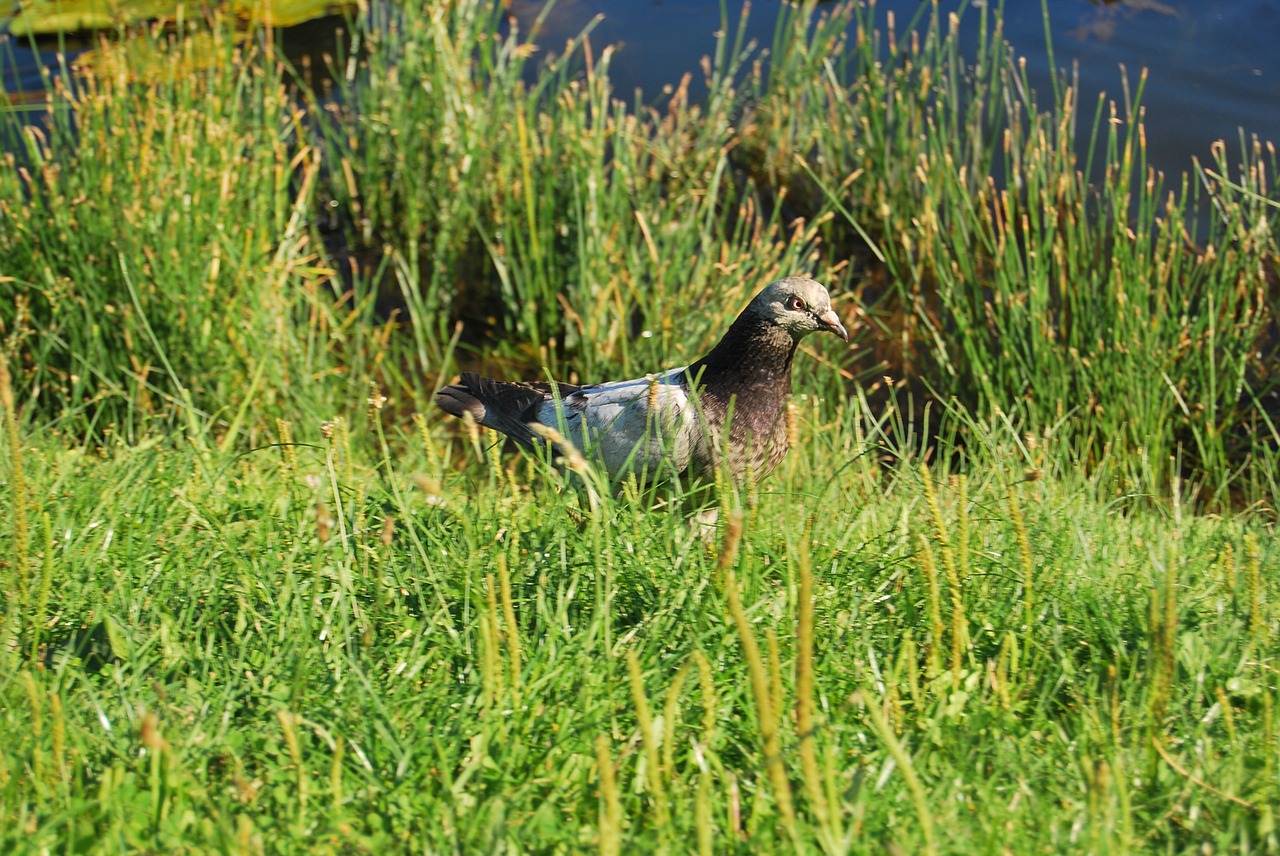 dove grass nature free photo