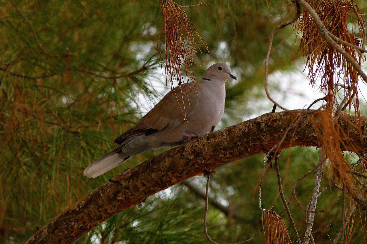 dove pigeon bird free photo
