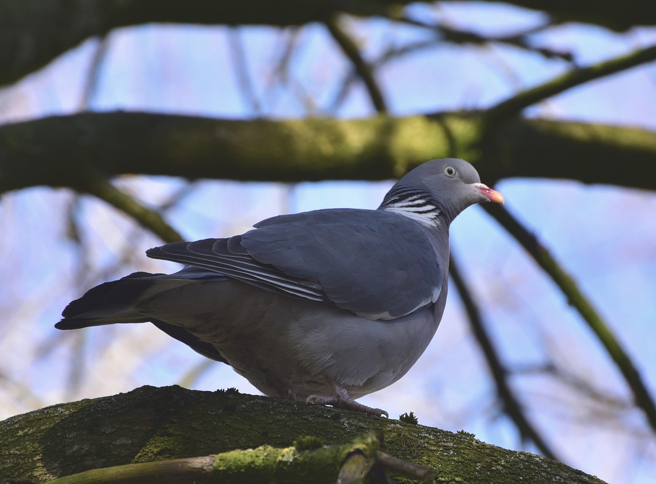 dove pine chaps pigeon birds free photo