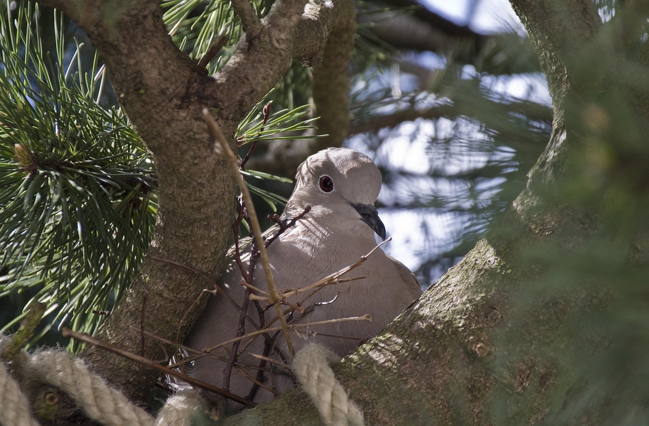 dove nest nest building free photo