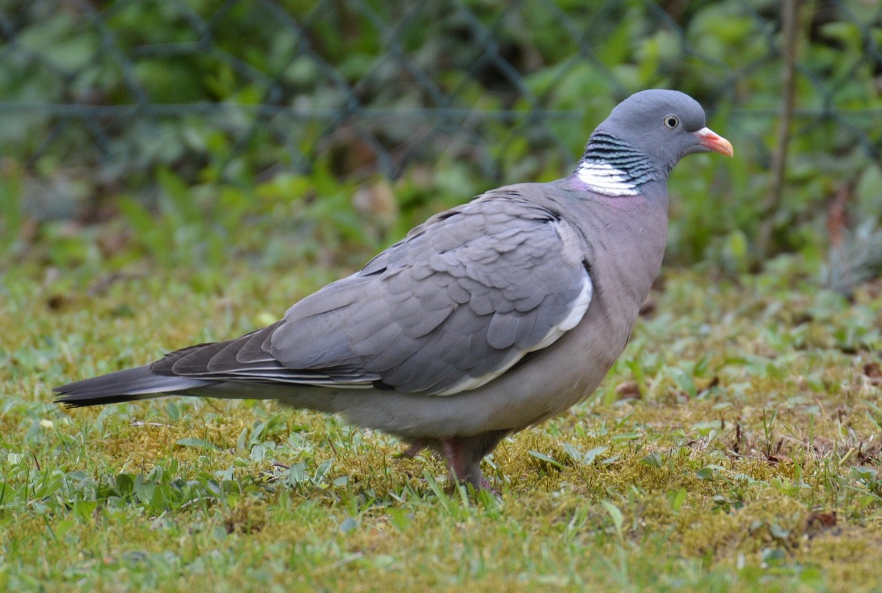 dove grey bird free photo