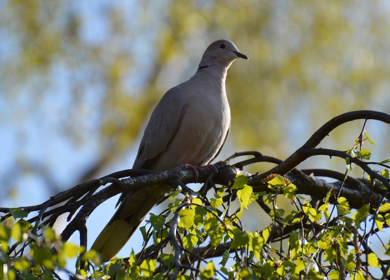 dove grey tree free photo