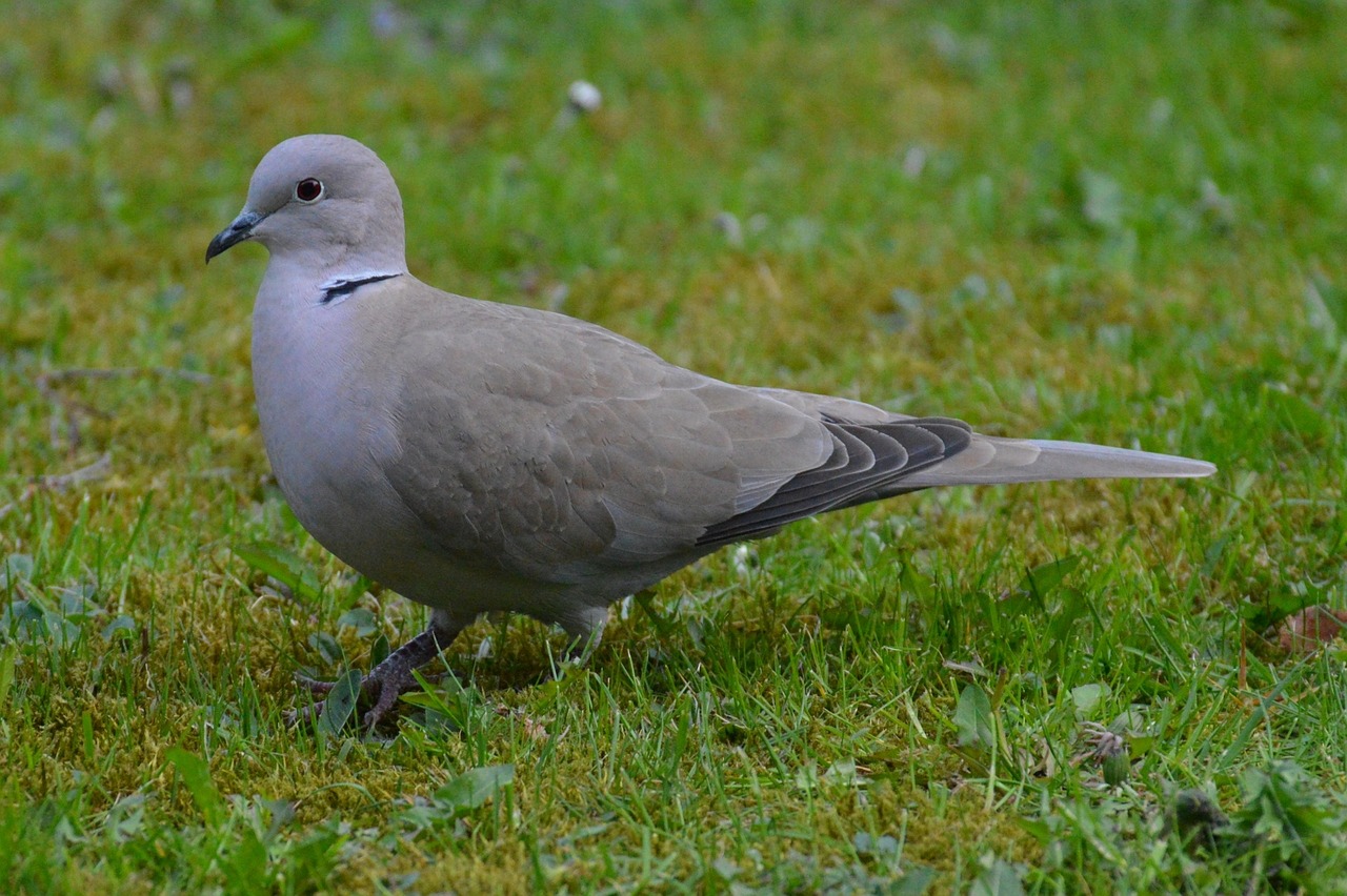 dove grey bird free photo