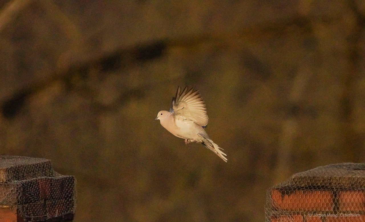 dove blur flight free photo