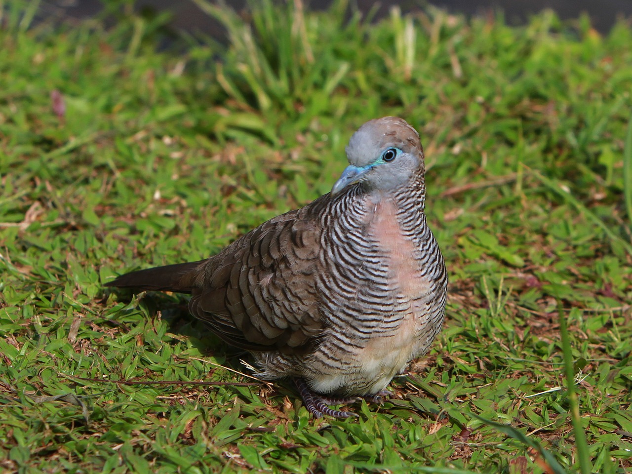 dove bird hawaiian bird free photo