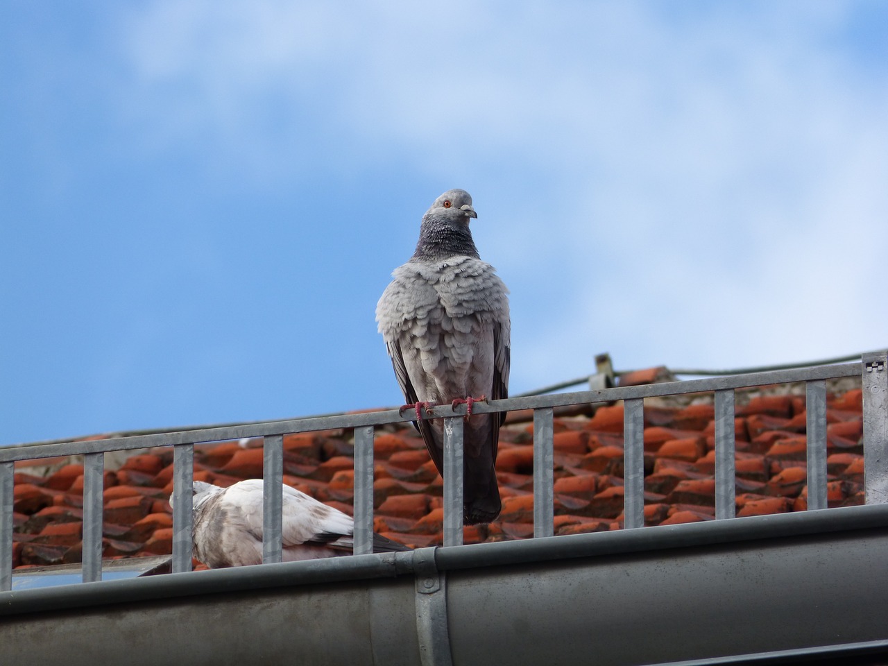 dove roof pigeon on the roof free photo