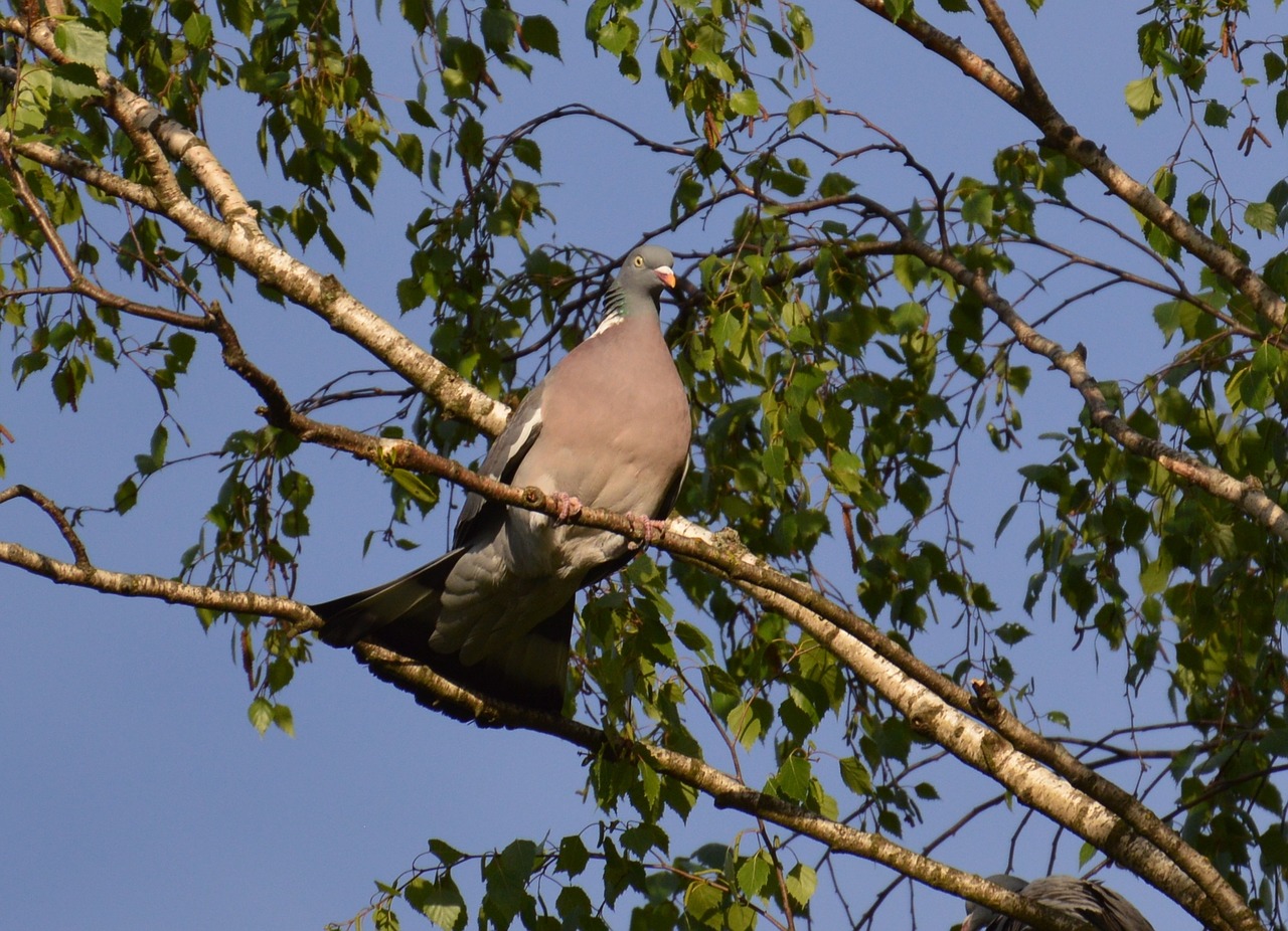 dove grey tree free photo