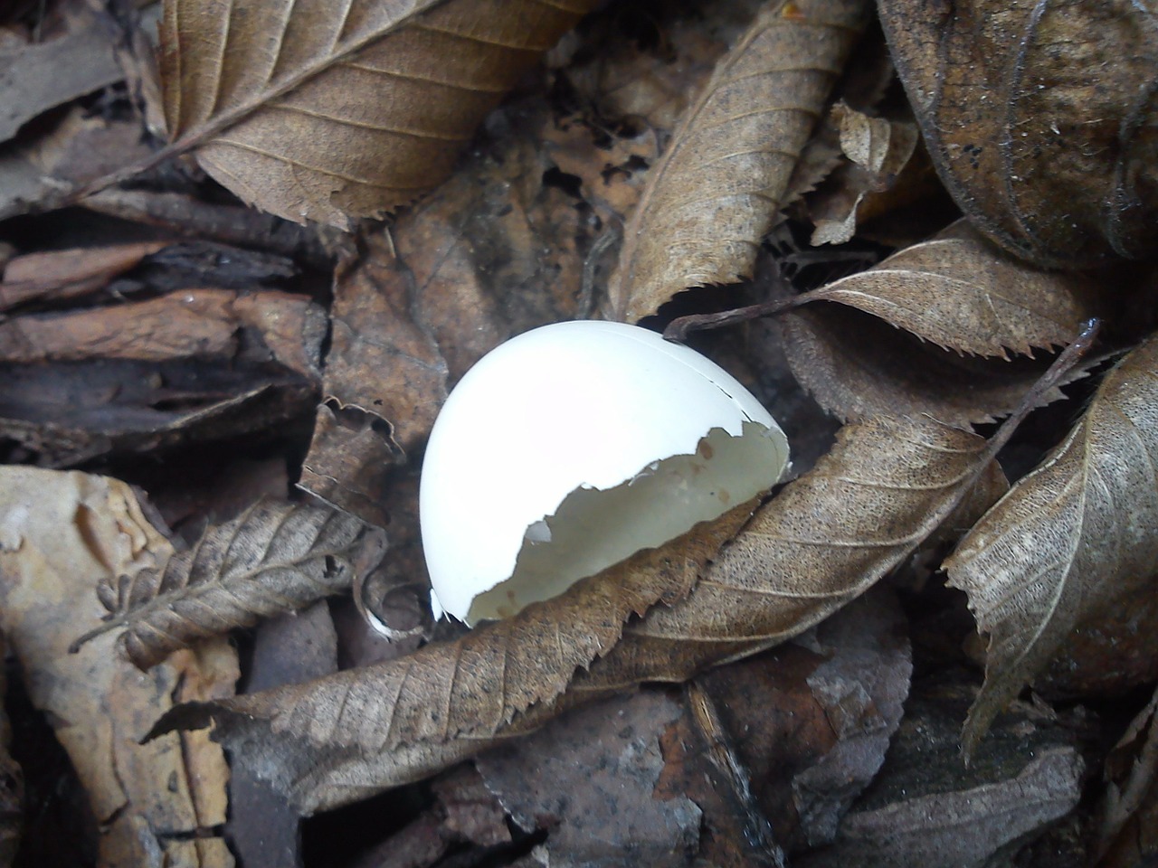 dove egg shell bird free photo
