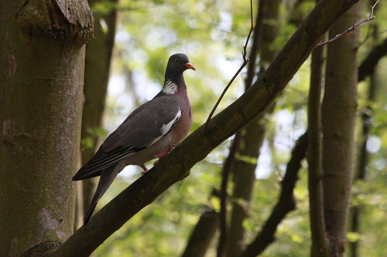 dove branches forest free photo