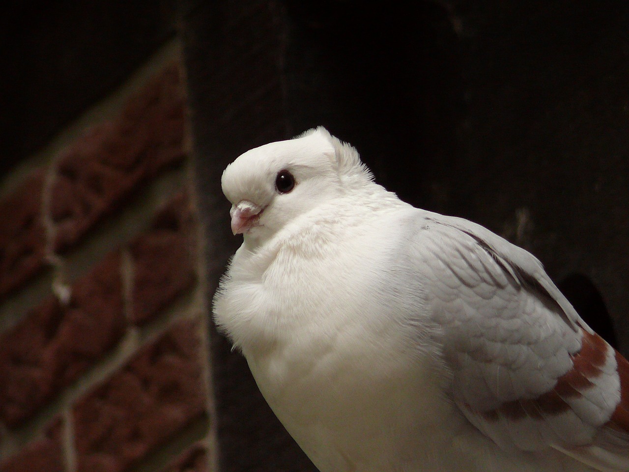 dove bird city pigeon free photo