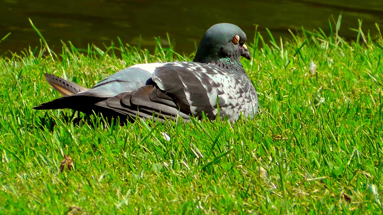 dove meadow bird free photo