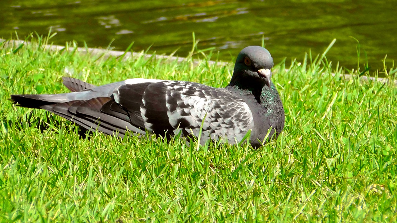 dove rest warm free photo