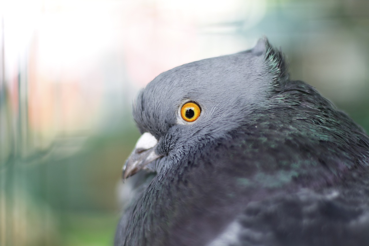 dove grey bird free photo