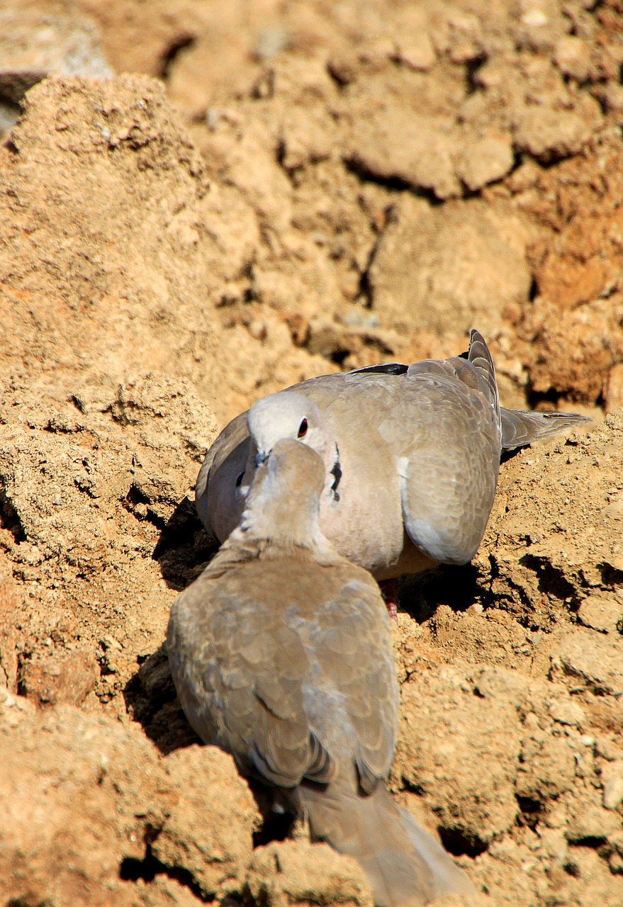 dove birds collared free photo