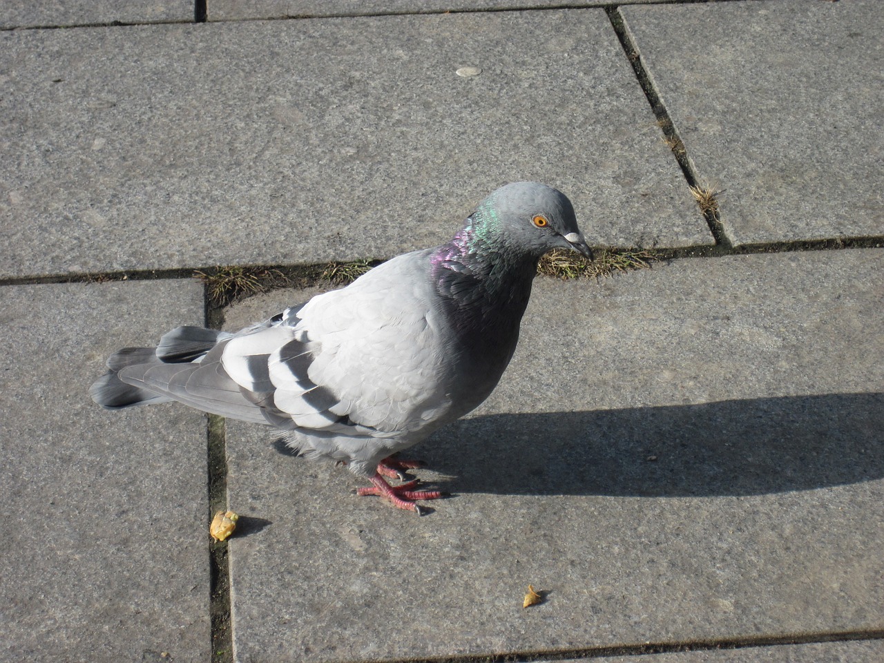 dove bird standing free photo