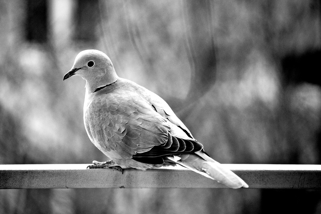 dove pigeon bird free photo