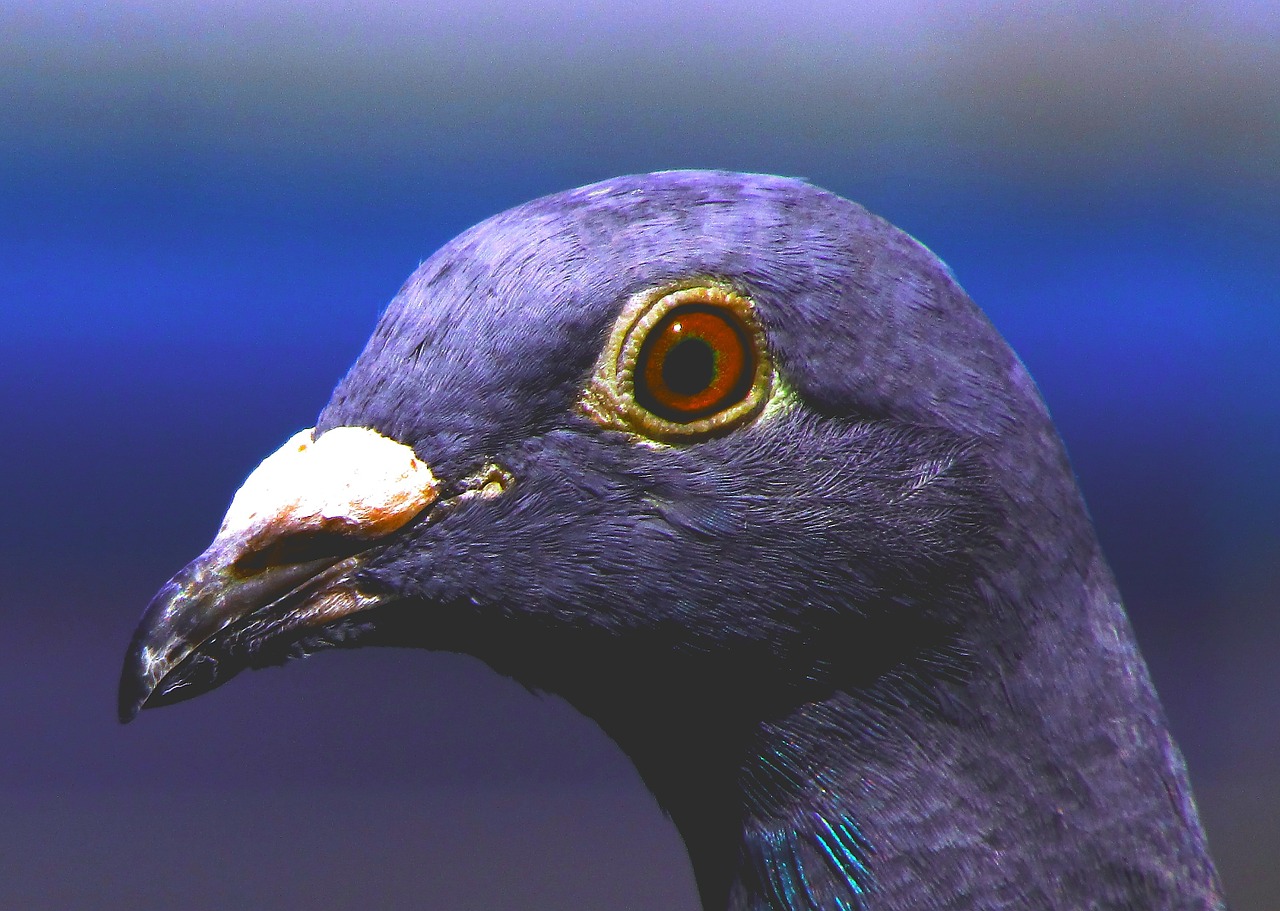 dove homing pigeon purple free photo
