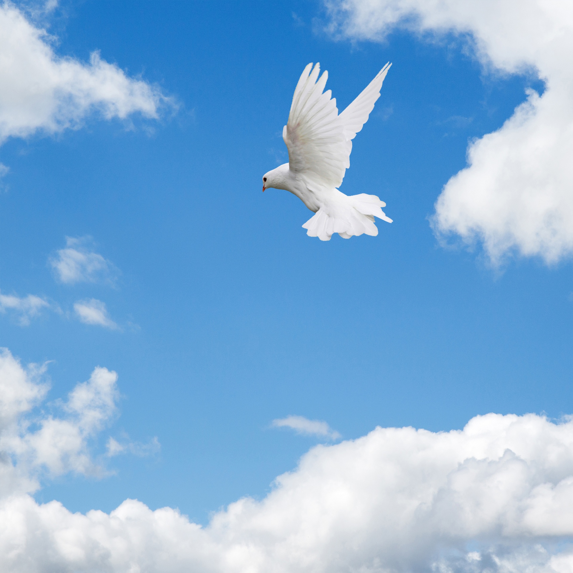 dove bird flying free photo