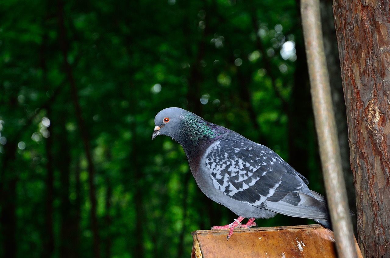 dove gray bird columba livia lat free photo