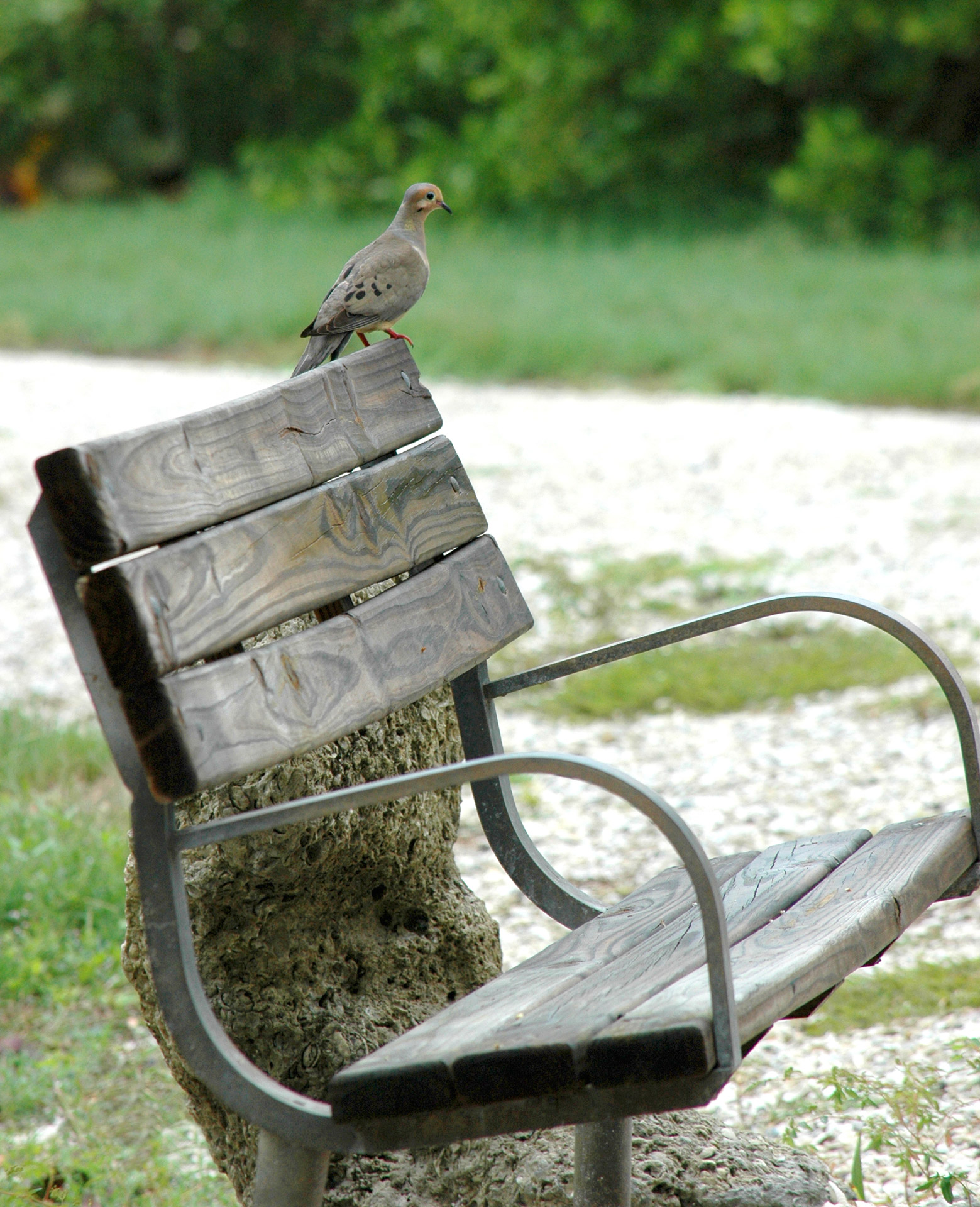 dove bird bench free photo