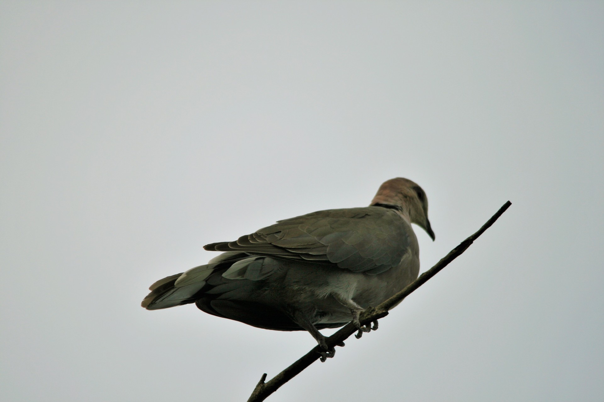 bird dove perched free photo