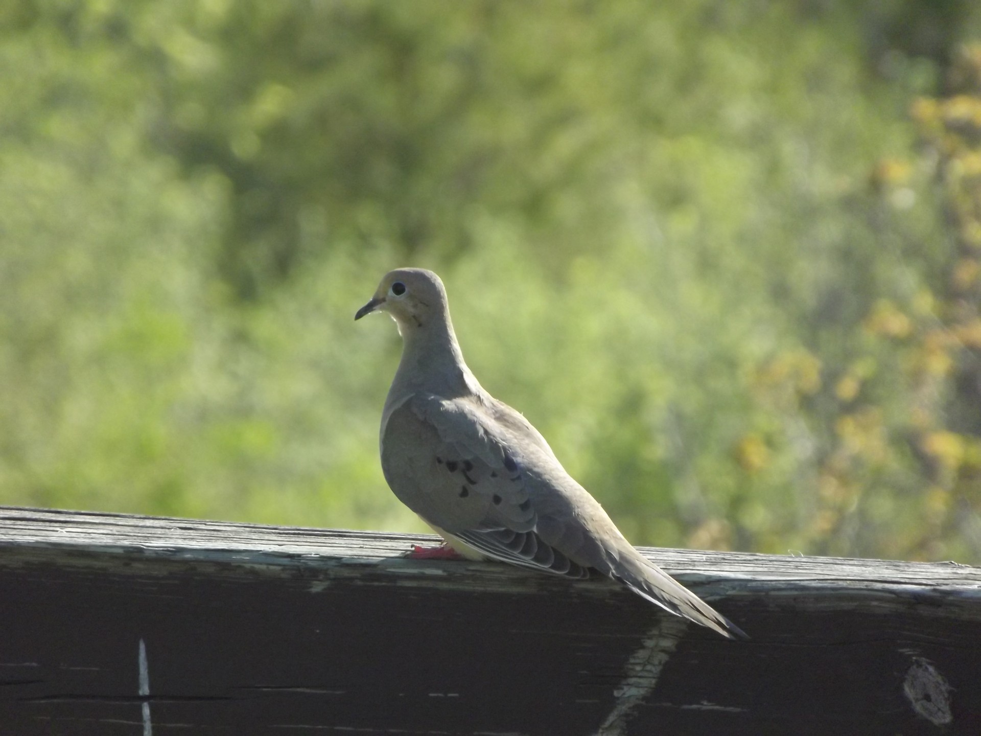 dove pigeon brown free photo