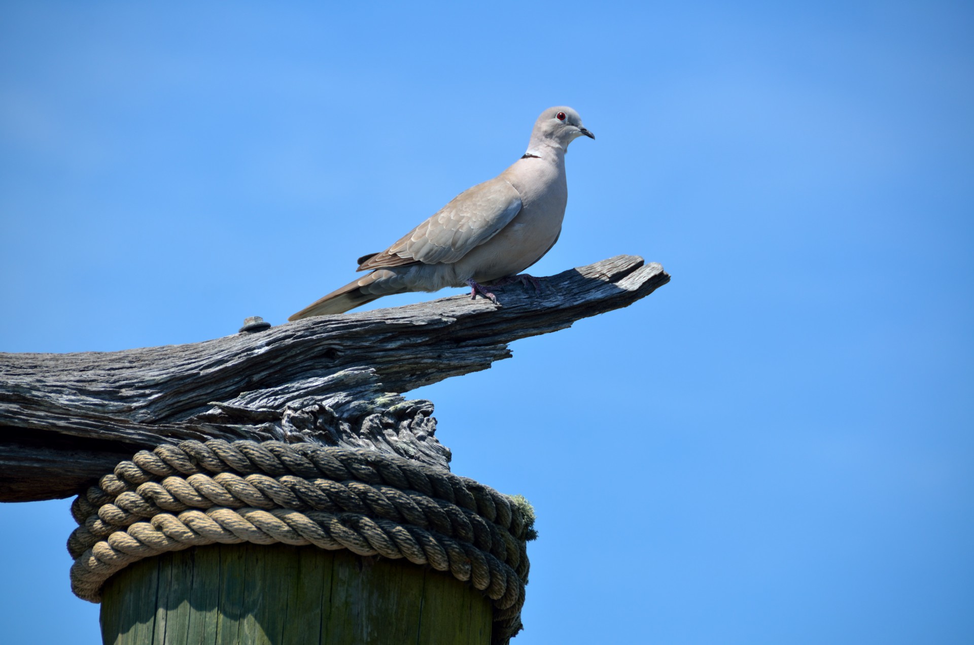 dove bird avian free photo