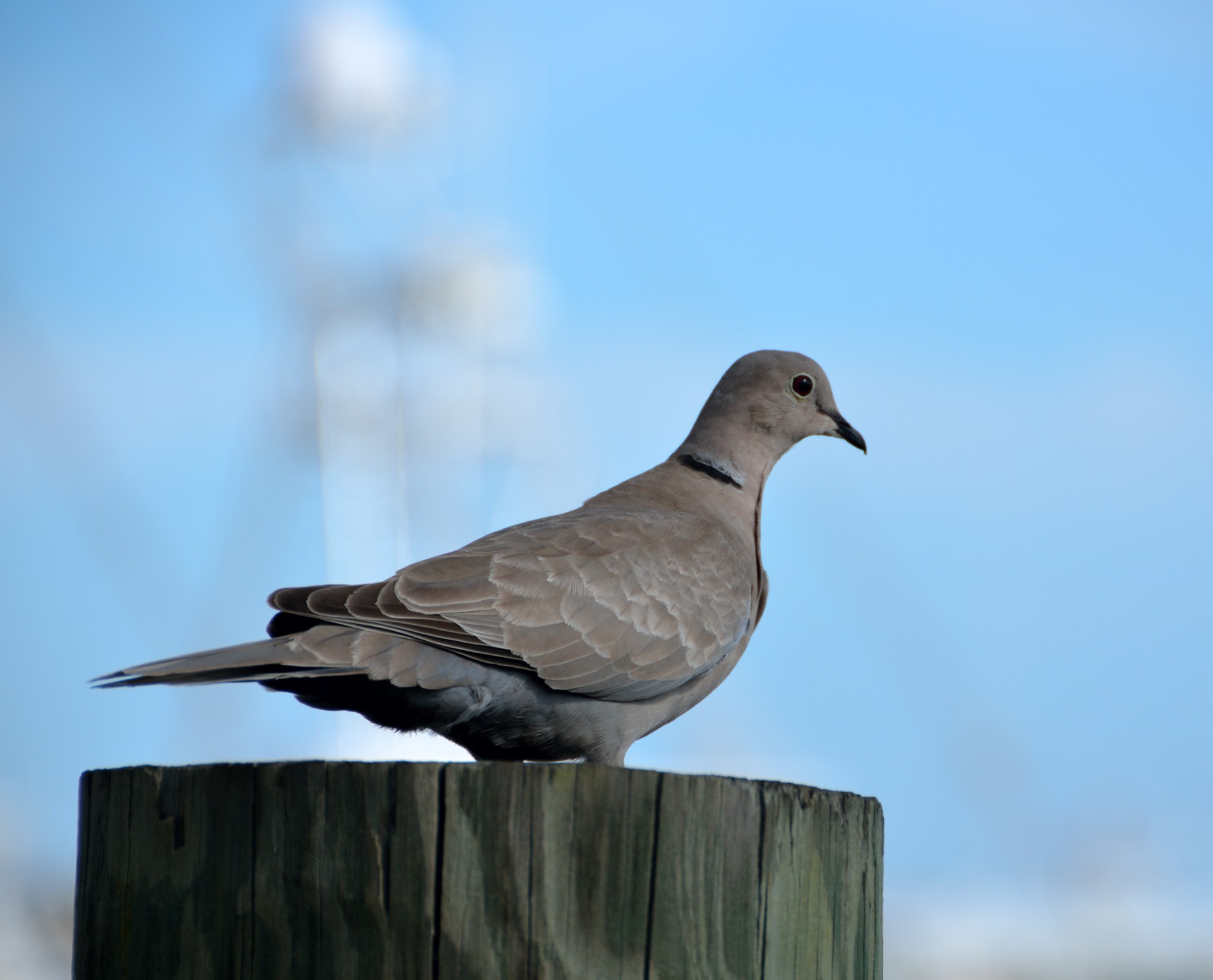 animal background beak free photo