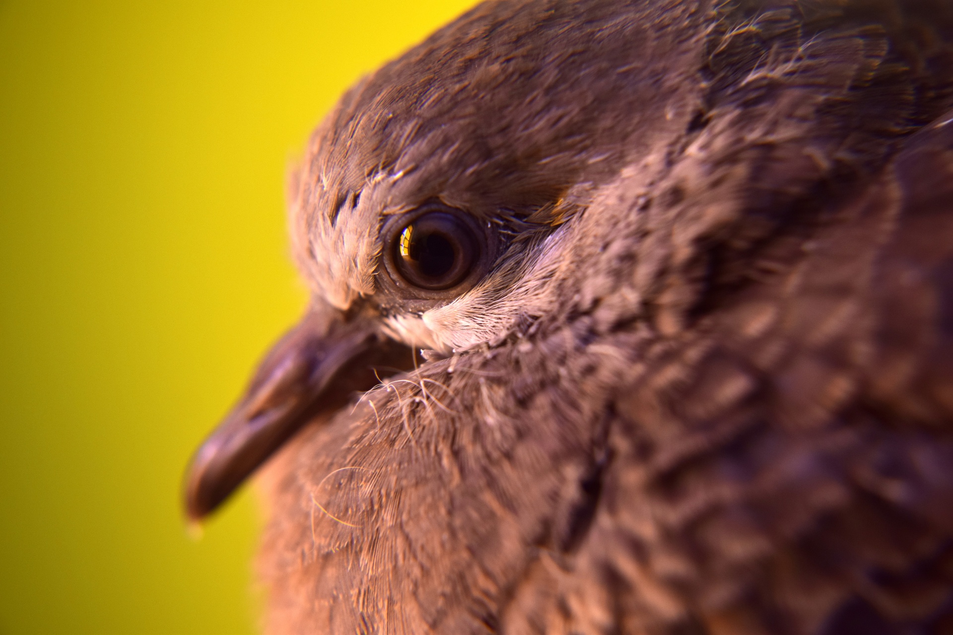 dove baby bird free photo