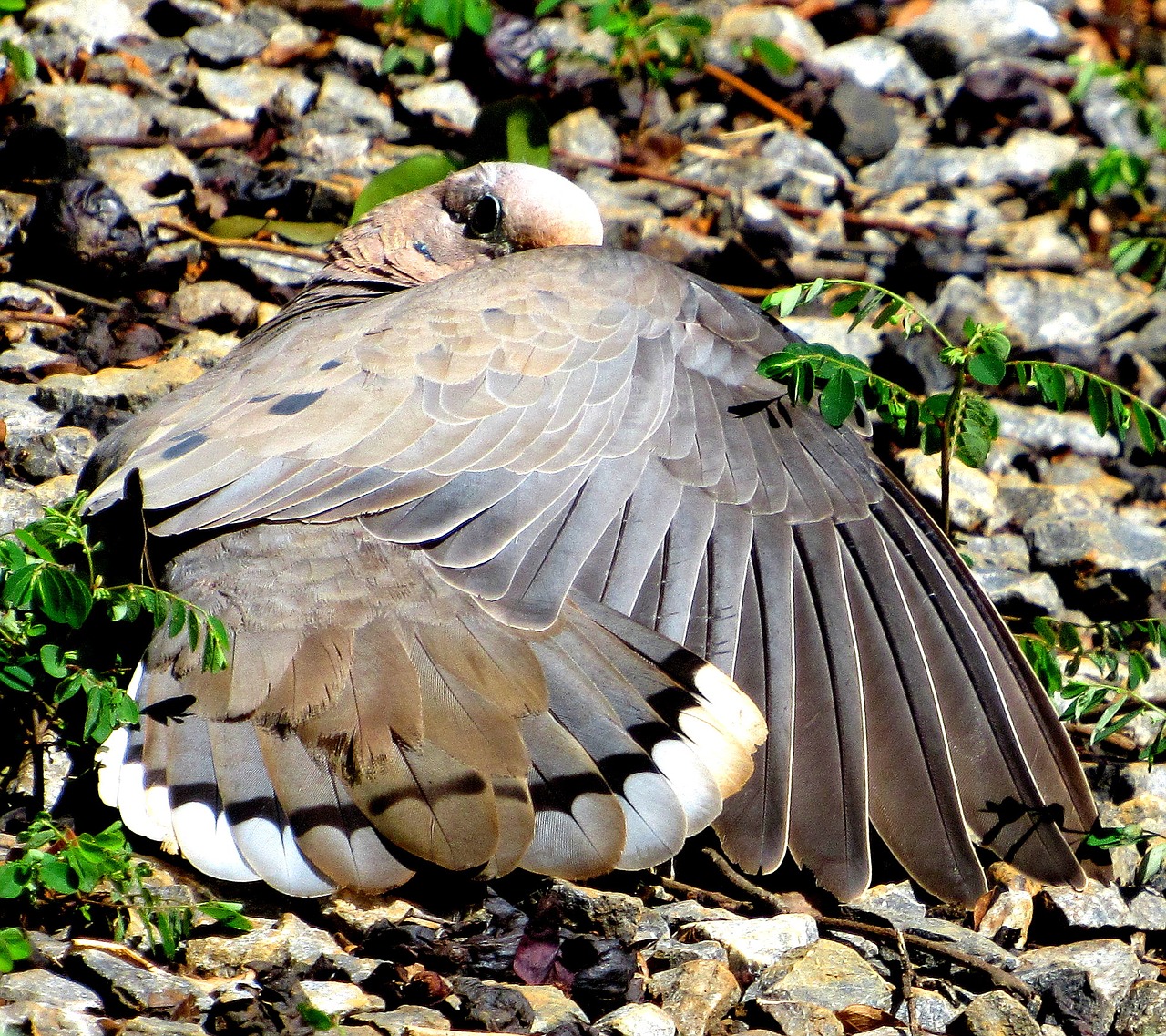 dove pu-pu bird plumage free photo