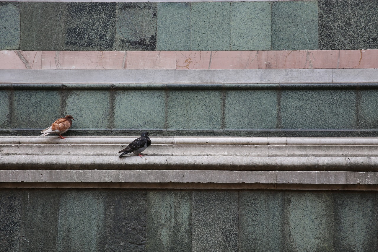 doves pigeons facade free photo