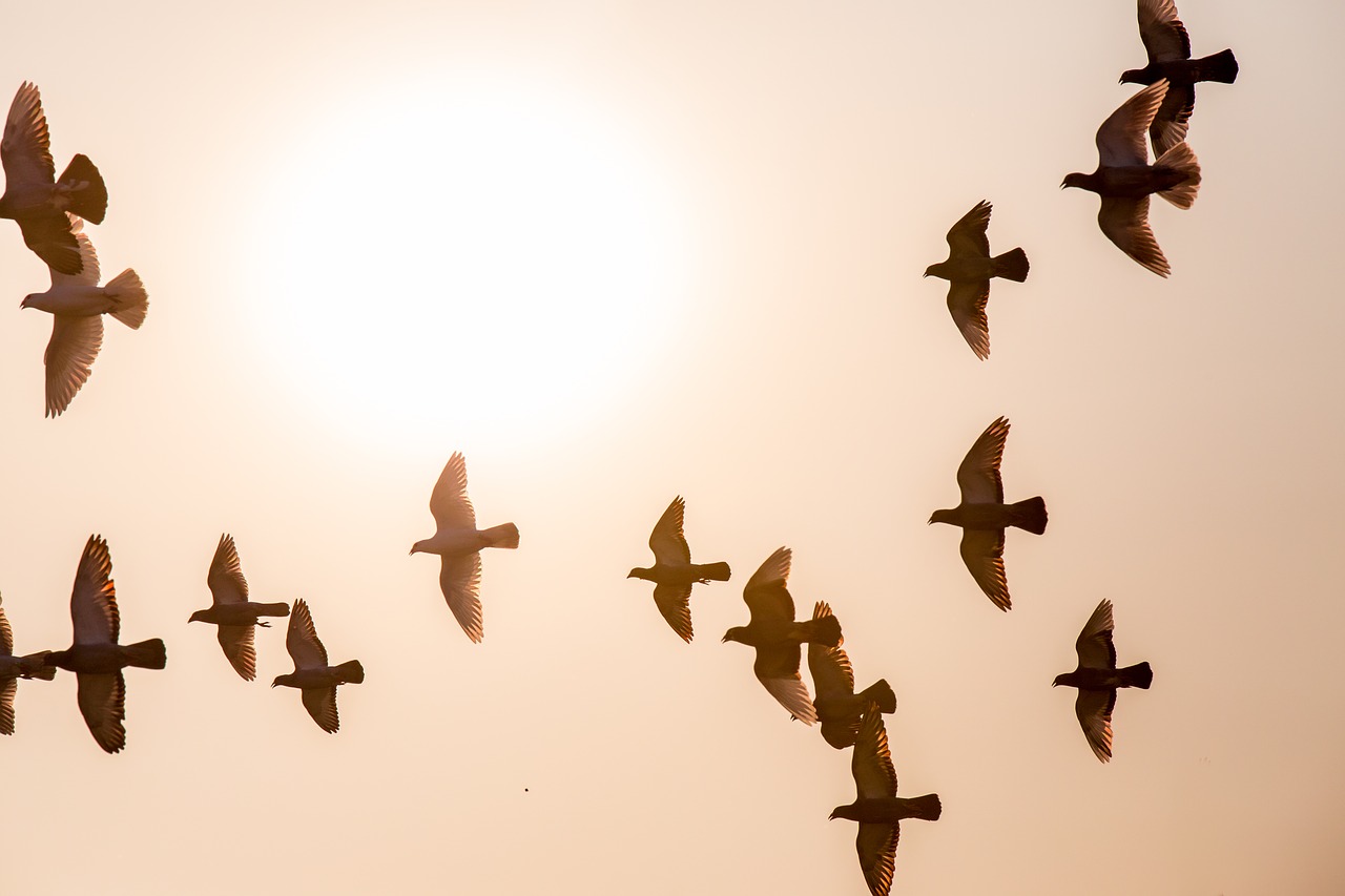 doves animal fly free photo