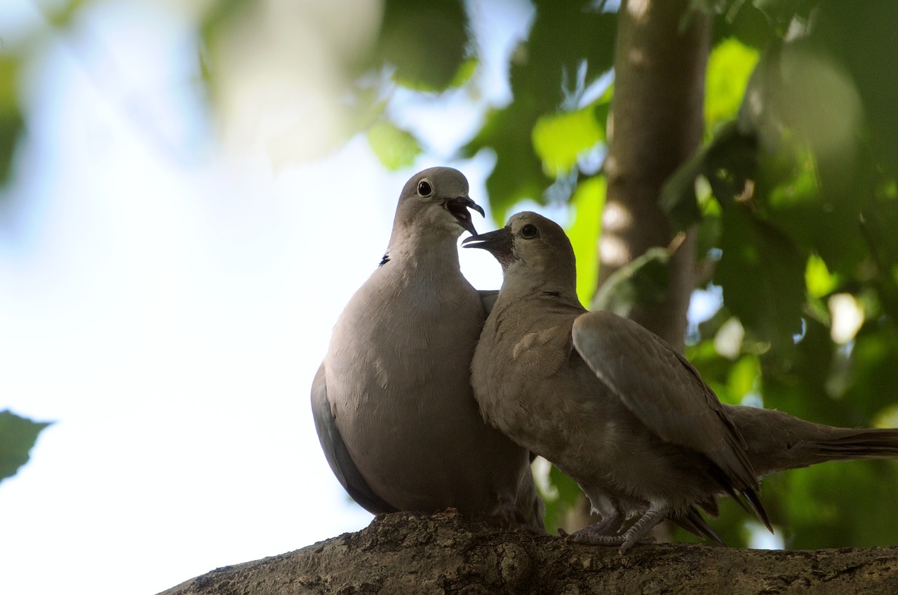 doves trees wildlife free photo