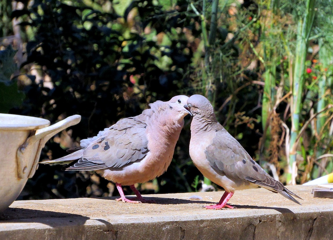 doves juriti pu free photo