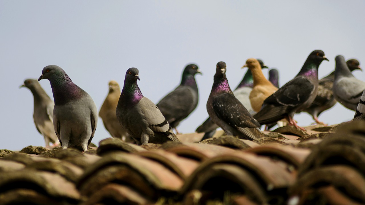 doves  nature  plumage free photo