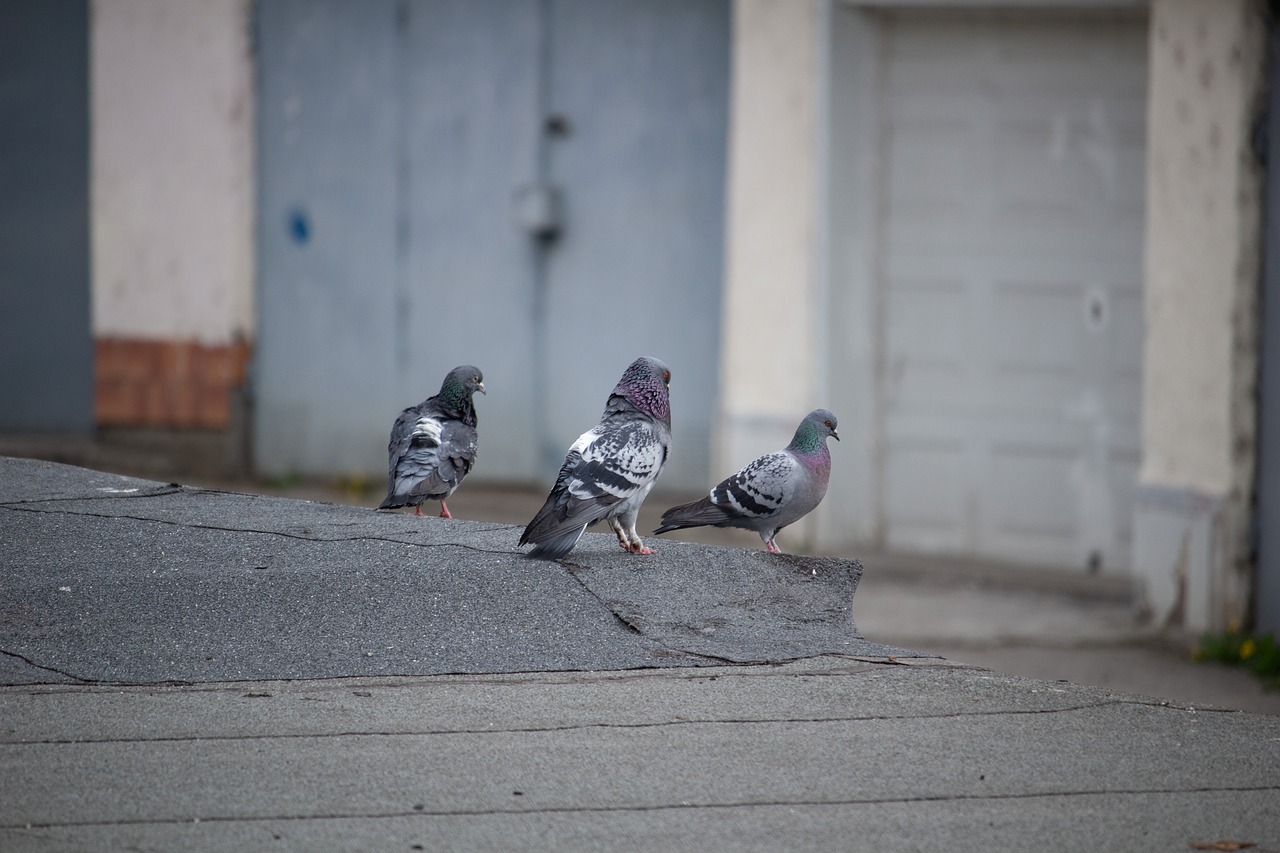 doves  pigeons  bird free photo