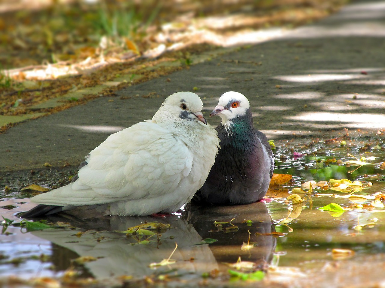 doves birds in pairs free photo