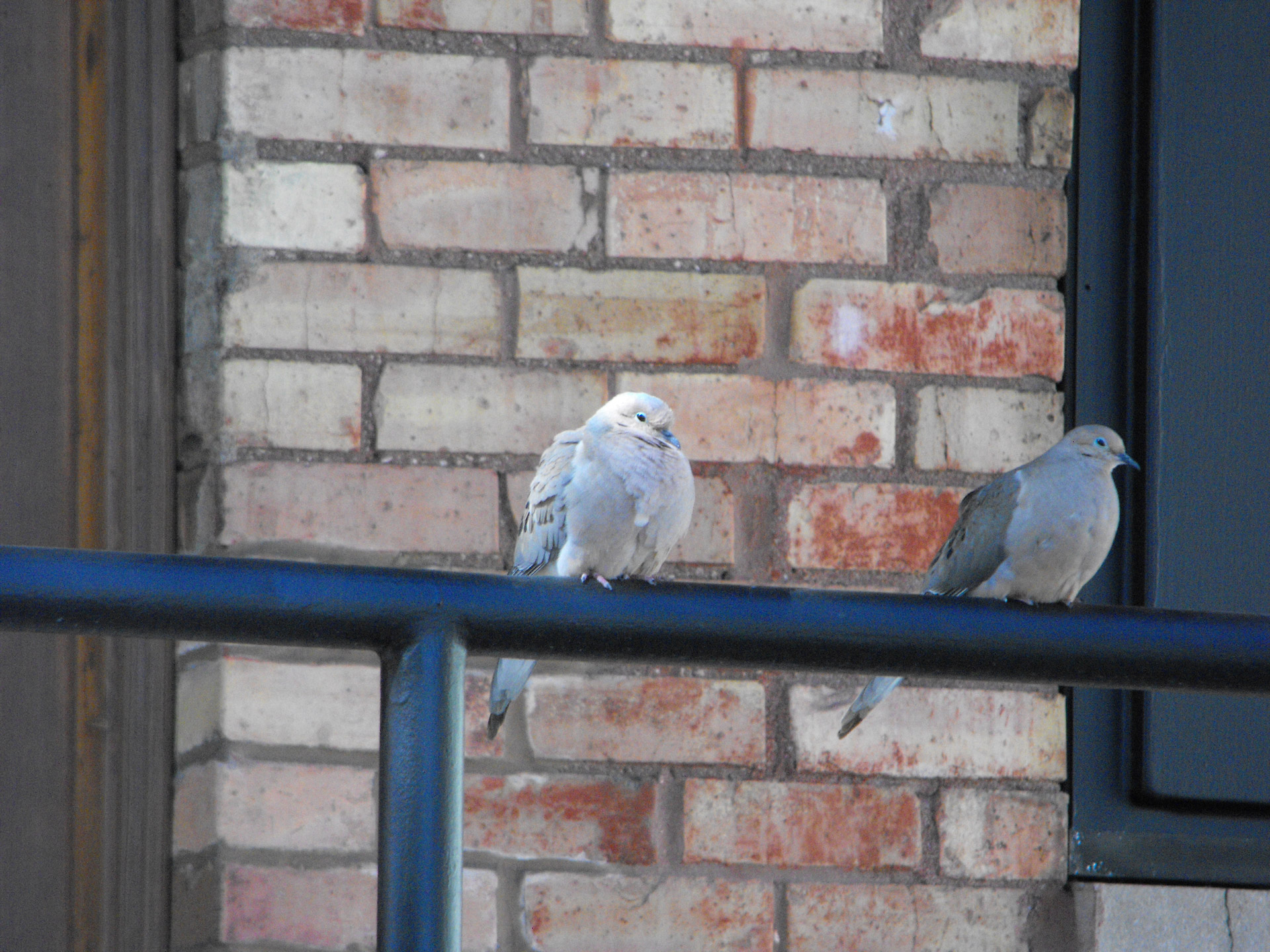 birds dove doves free photo