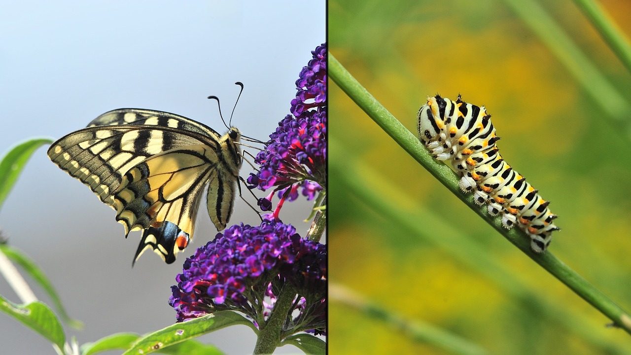 dovetail caterpillar butterfly free photo