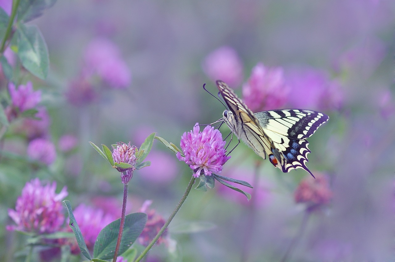 dovetail butterfly klee free photo