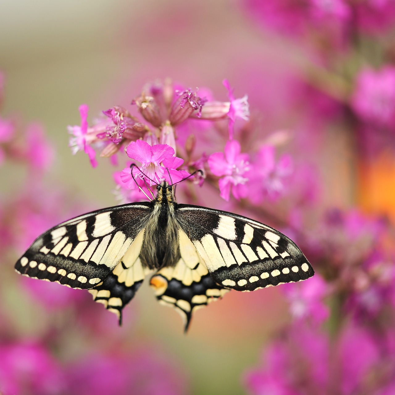 dovetail butterfly garden free photo