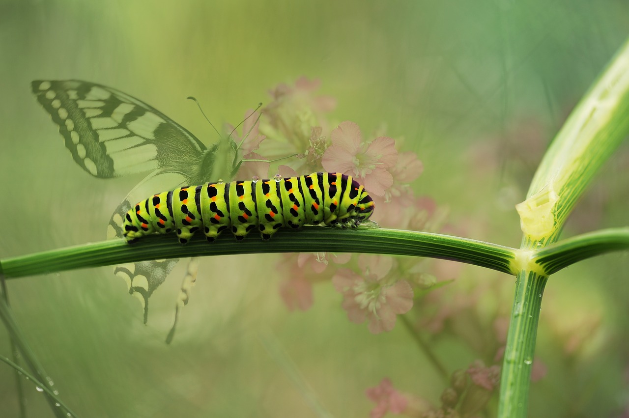 dovetail butterfly garden free photo