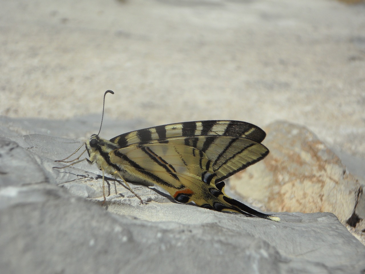 dovetail butterfly insect free photo