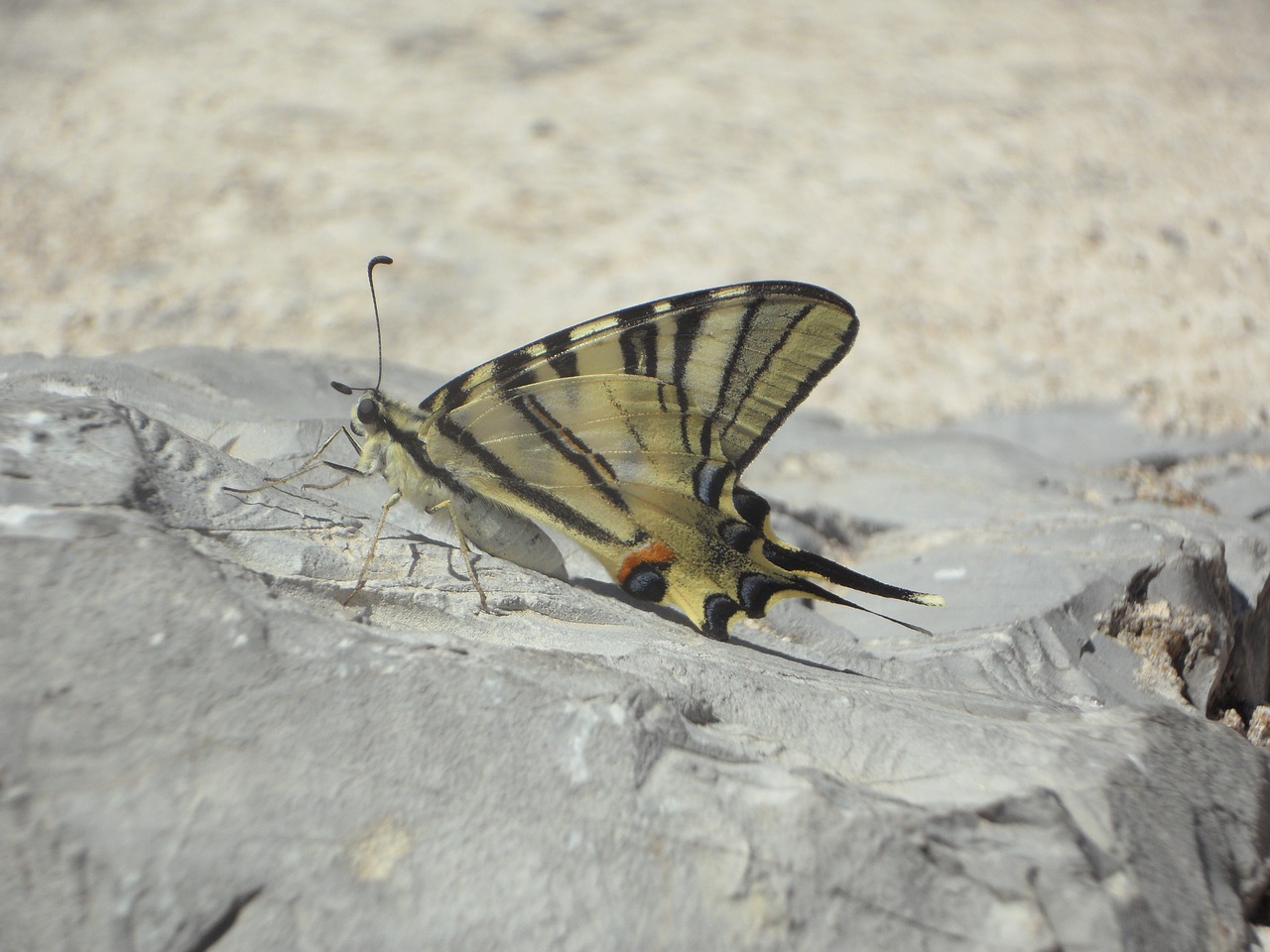 dovetail butterfly insect free photo