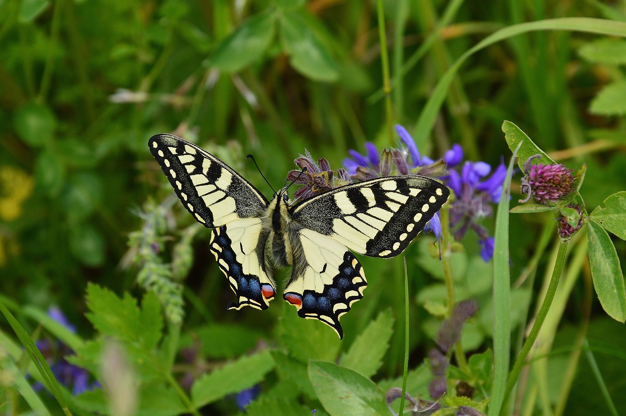 dovetail papilio machaon butterfly free photo